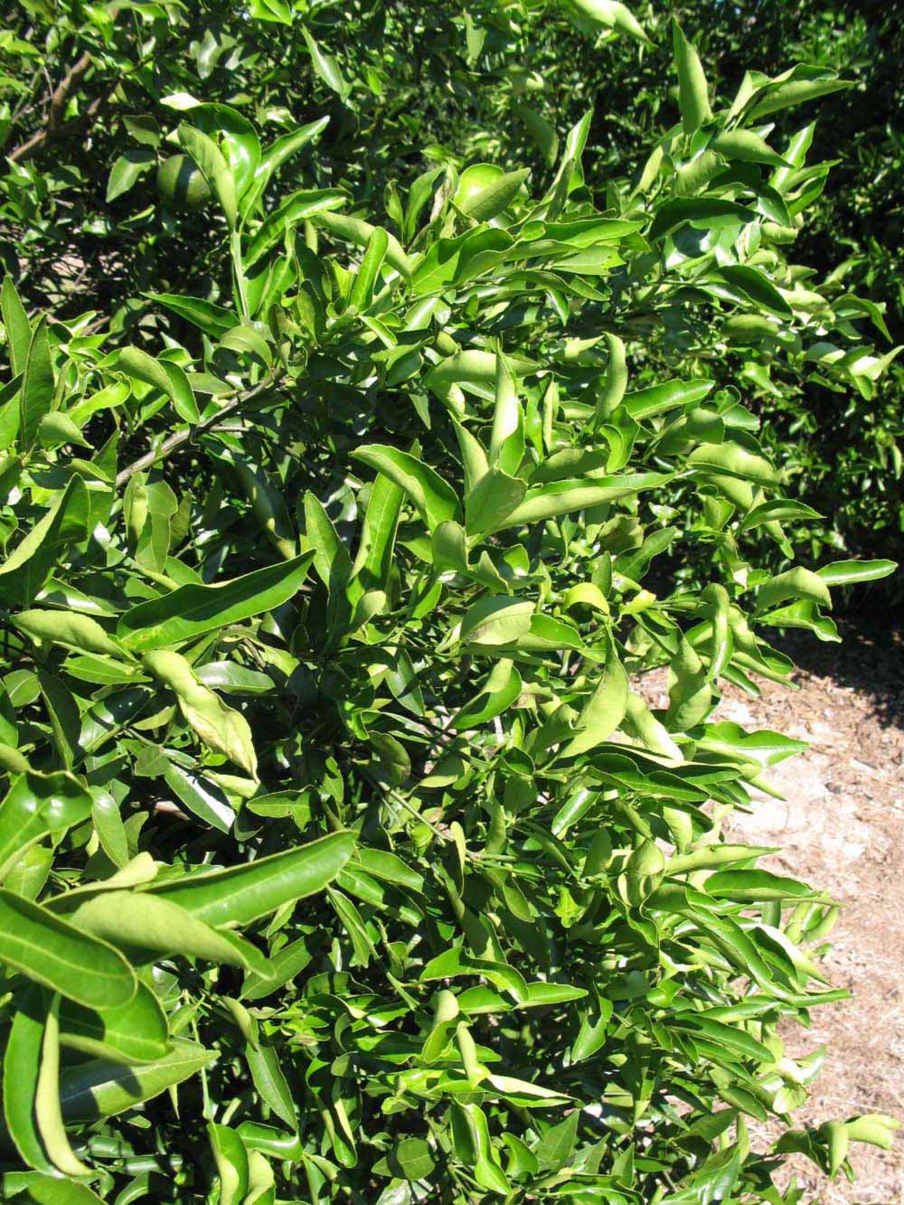              Sun leaves (Winter Haven, FL)       